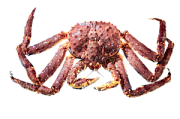 Живые морепродукты 